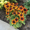 Rudbeckia hirta Autumn Colours Gloriosa Daisy