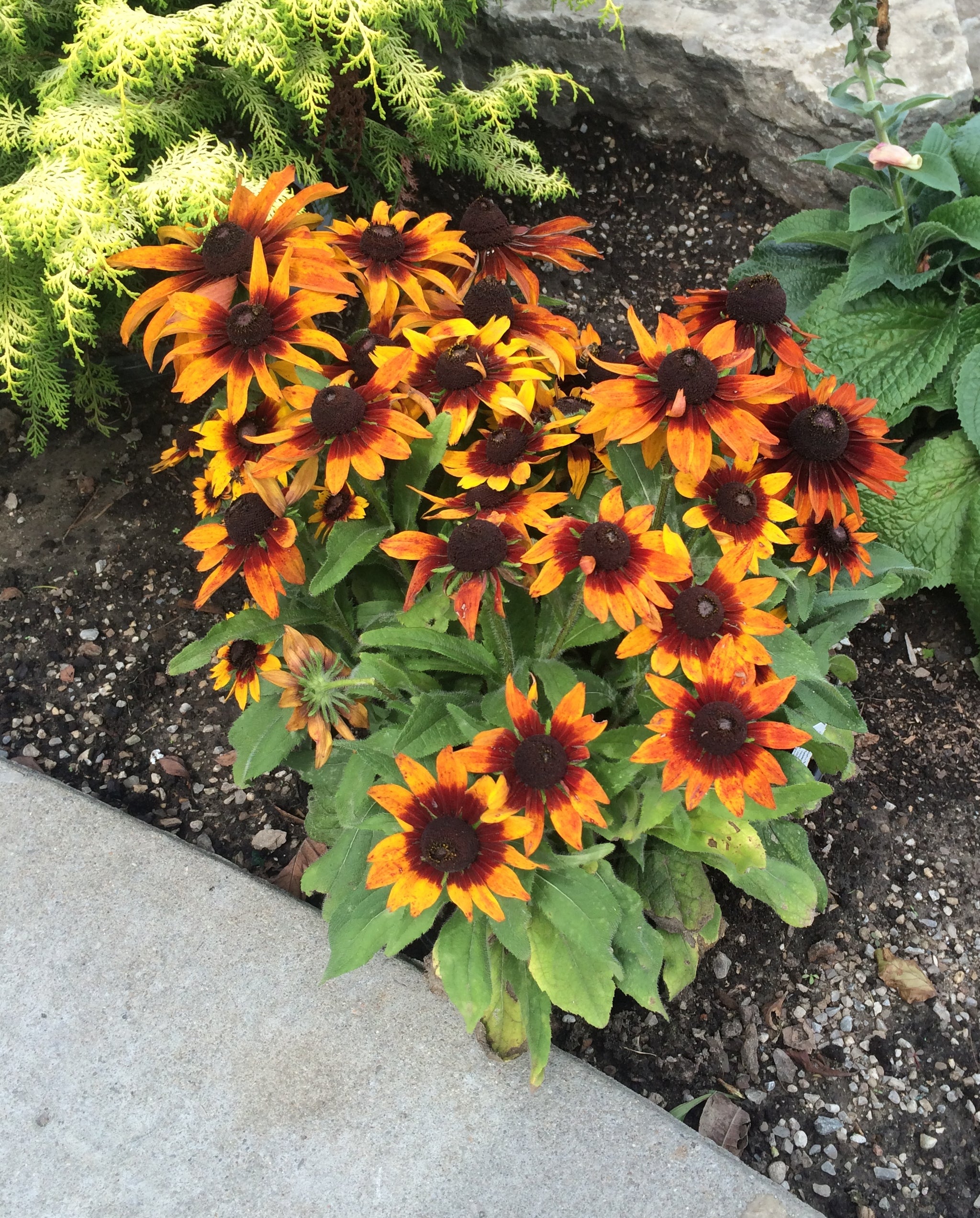 Rudbeckia hirta Autumn Colours Gloriosa Daisy