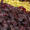 Heuchera x Chocolate Ruffles PP8965, COPF Coral Bells