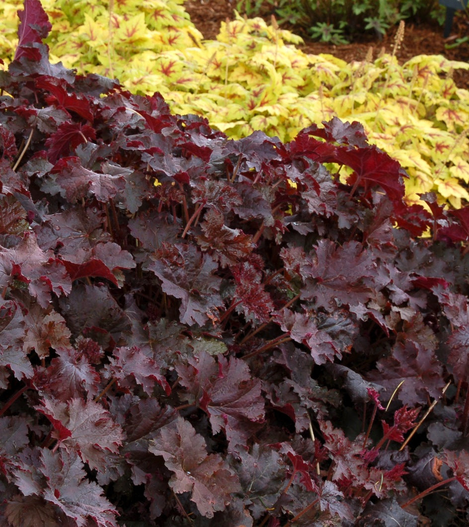 Heuchera x Chocolate Ruffles PP8965, COPF Coral Bells