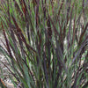 Panicum virgatum Blood Brothers Blood Brothers Switch Grass