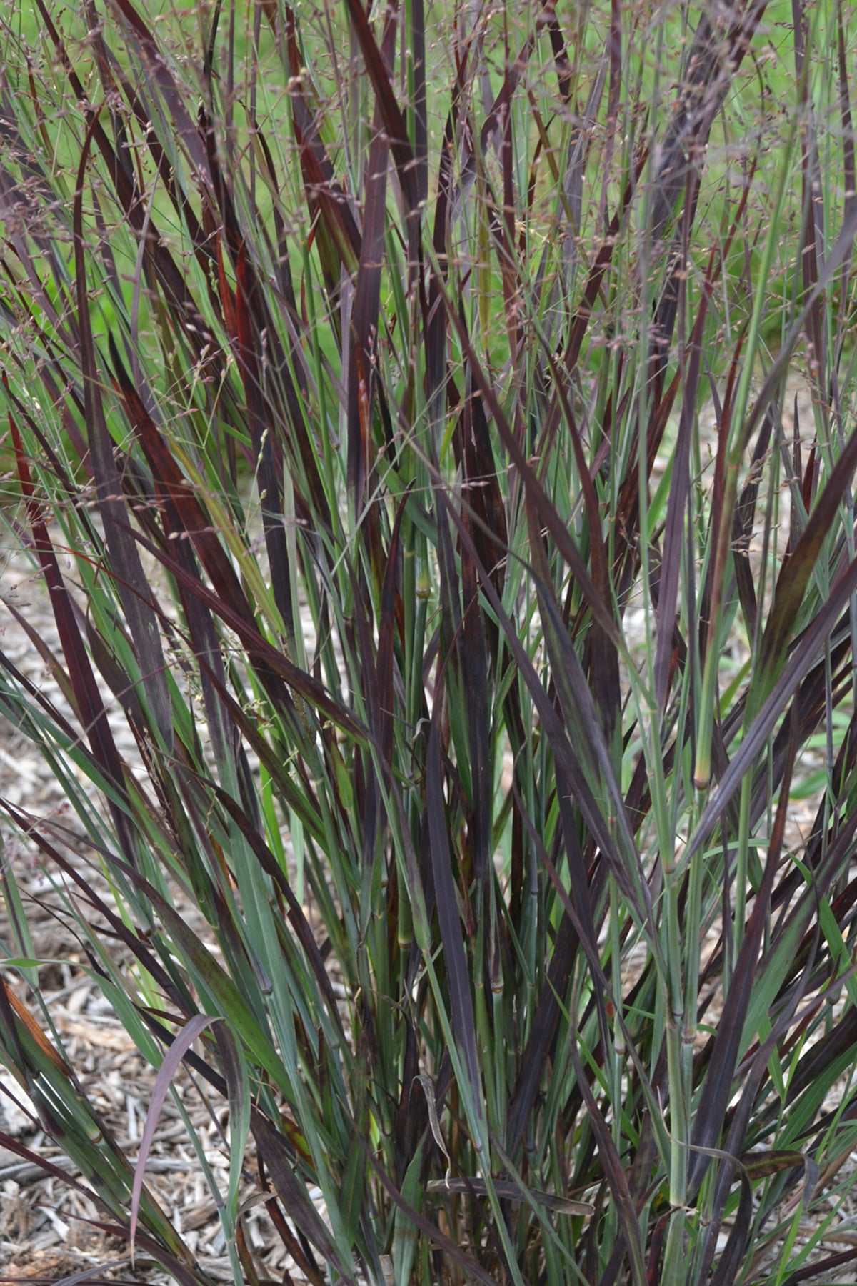 Panicum virgatum Blood Brothers Blood Brothers Switch Grass