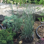 Schizachyrium scoparium Standing Ovation PP25202 Standing Ovation Little Bluestem