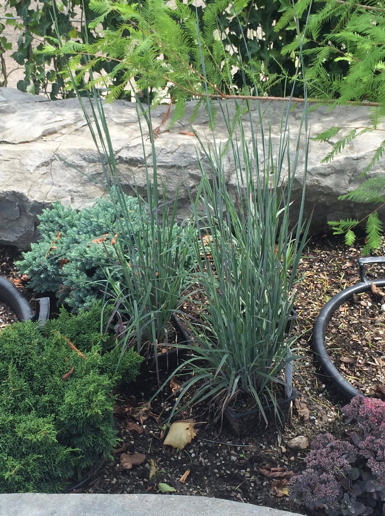 Schizachyrium scoparium Standing Ovation PP25202 Standing Ovation Little Bluestem