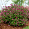 Syringa x Bloomerang Dark Purple SMSJBP7 PP26549, CPBR5076 Bloomerang Dark Purple