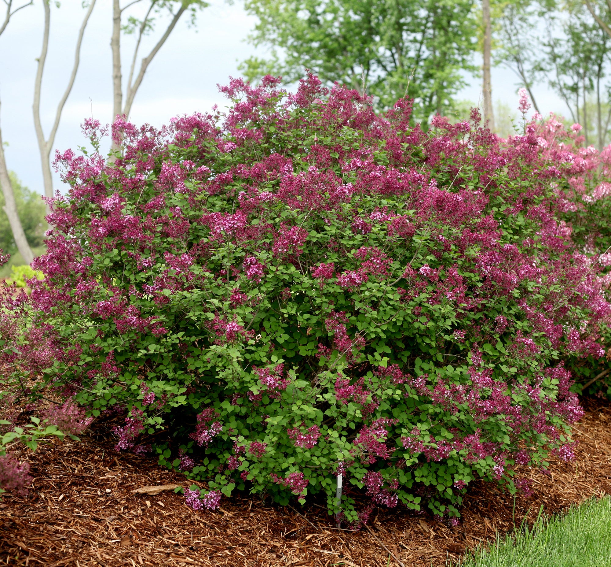 Syringa x Bloomerang Dark Purple SMSJBP7 PP26549, CPBR5076 Bloomerang Dark Purple