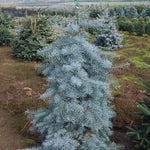 Abies concolor Blue Cloak Blue Cloak White Fir