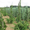 Chamaecyparis nootkatensis Van den Akker Van den Akker Weeping Cypress