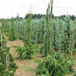 Chamaecyparis nootkatensis Van den Akker Van den Akker Weeping Cypress