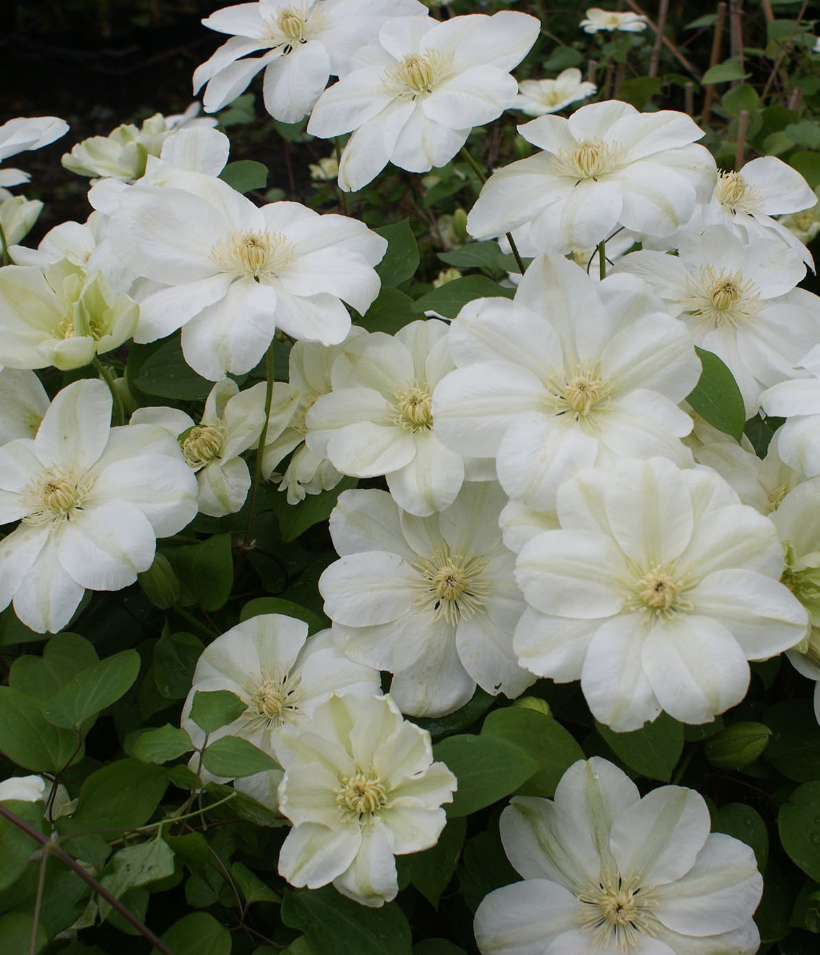 Clematis Mary Claire Clematis