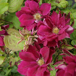 Clematis Red Star Clematis