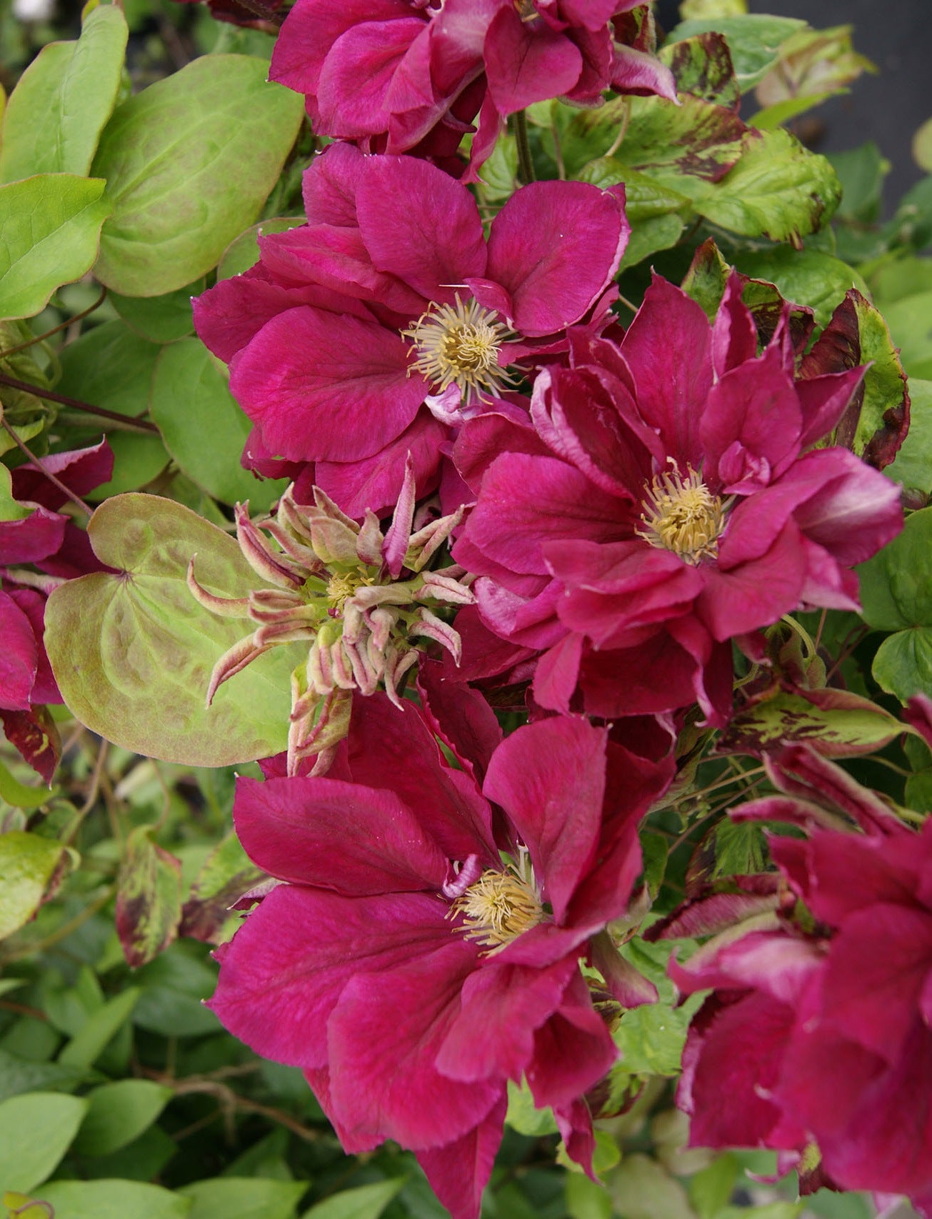 Clematis Red Star Clematis