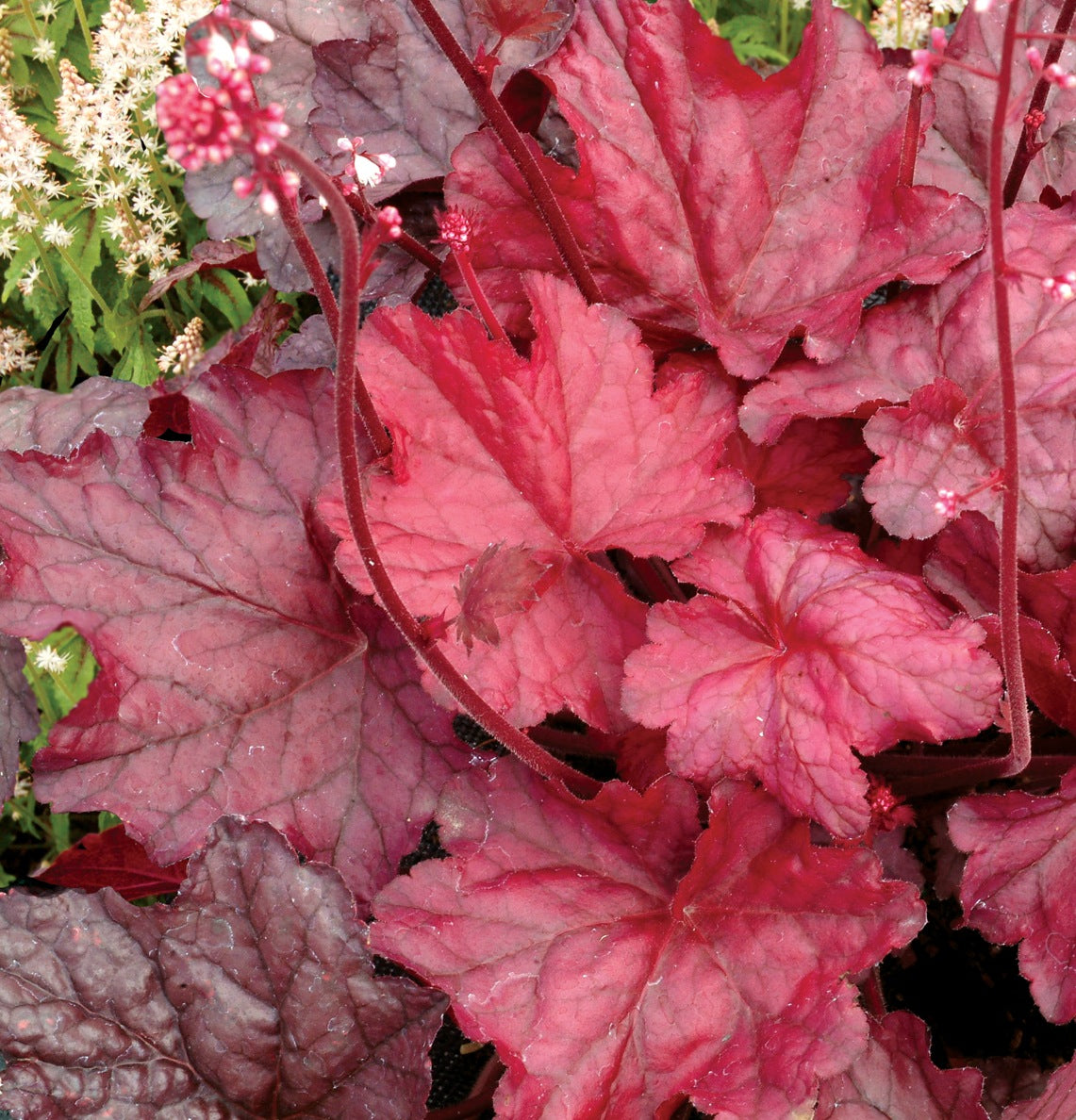 Heuchera x Fire Chief PP21880, COPF Coral Bells