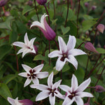 Clematis Princess Kate Zoprika PP23850 Princess Kate Clematis