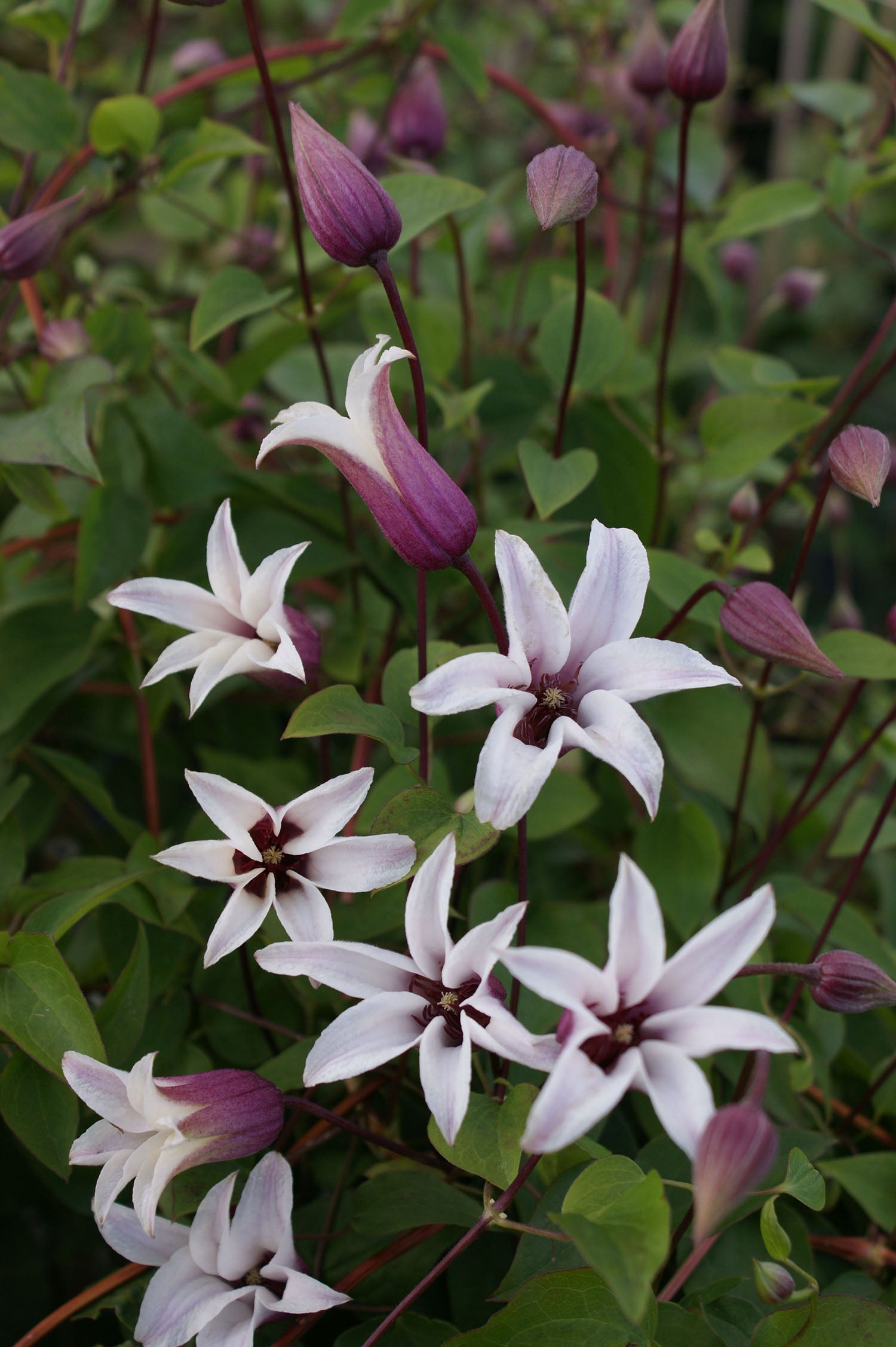 Clematis Princess Kate Zoprika PP23850 Princess Kate Clematis