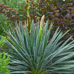 Yucca filamentosa Excalibur Yucca