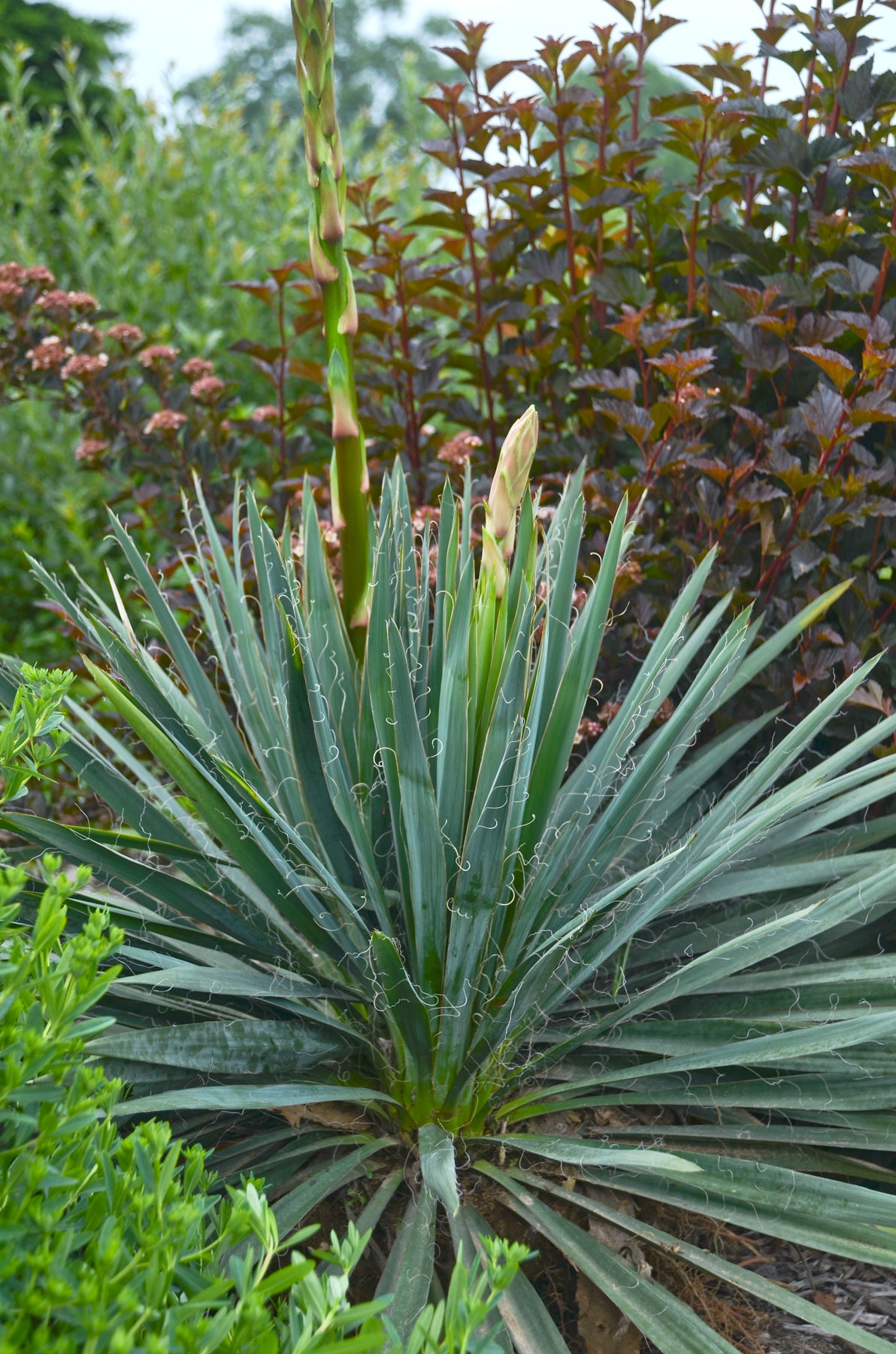 Yucca filamentosa Excalibur Yucca