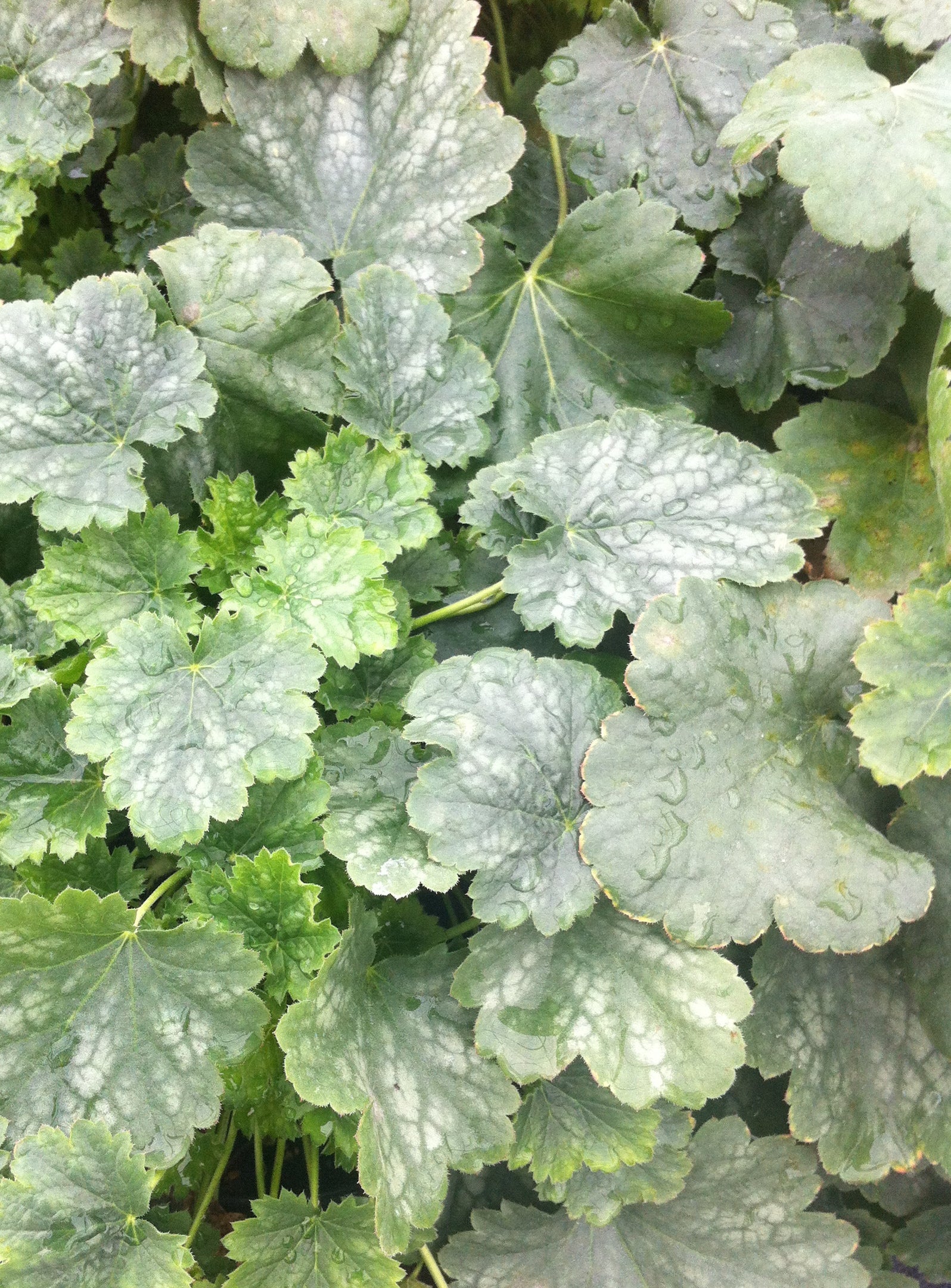 Heuchera x Firefly Leuchtkafer Coral Bells