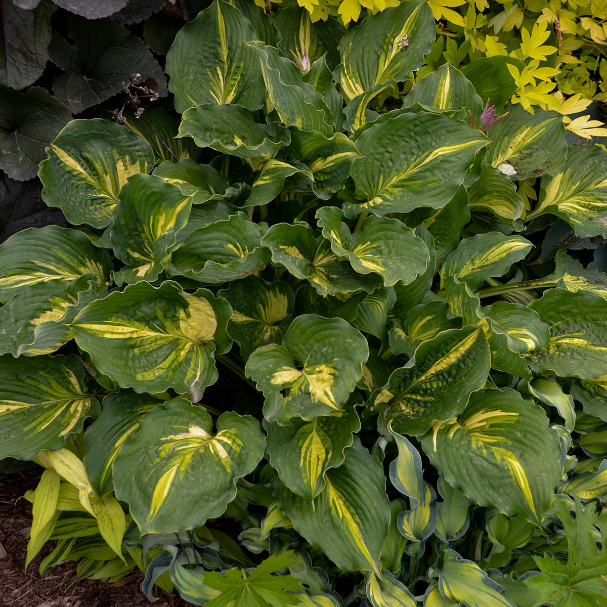 Hosta Lakeside Paisley Print Plantain Lily