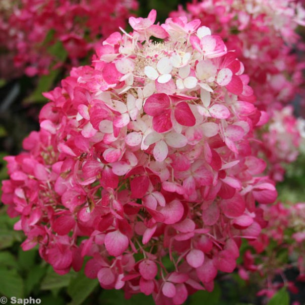 Hydrangea paniculata Diamond Rouge Rendia PP24667, CPBRAF Red Diamond Hydrangea