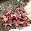 Heuchera x Georgia Peach PP19375, COPF Coral Bells