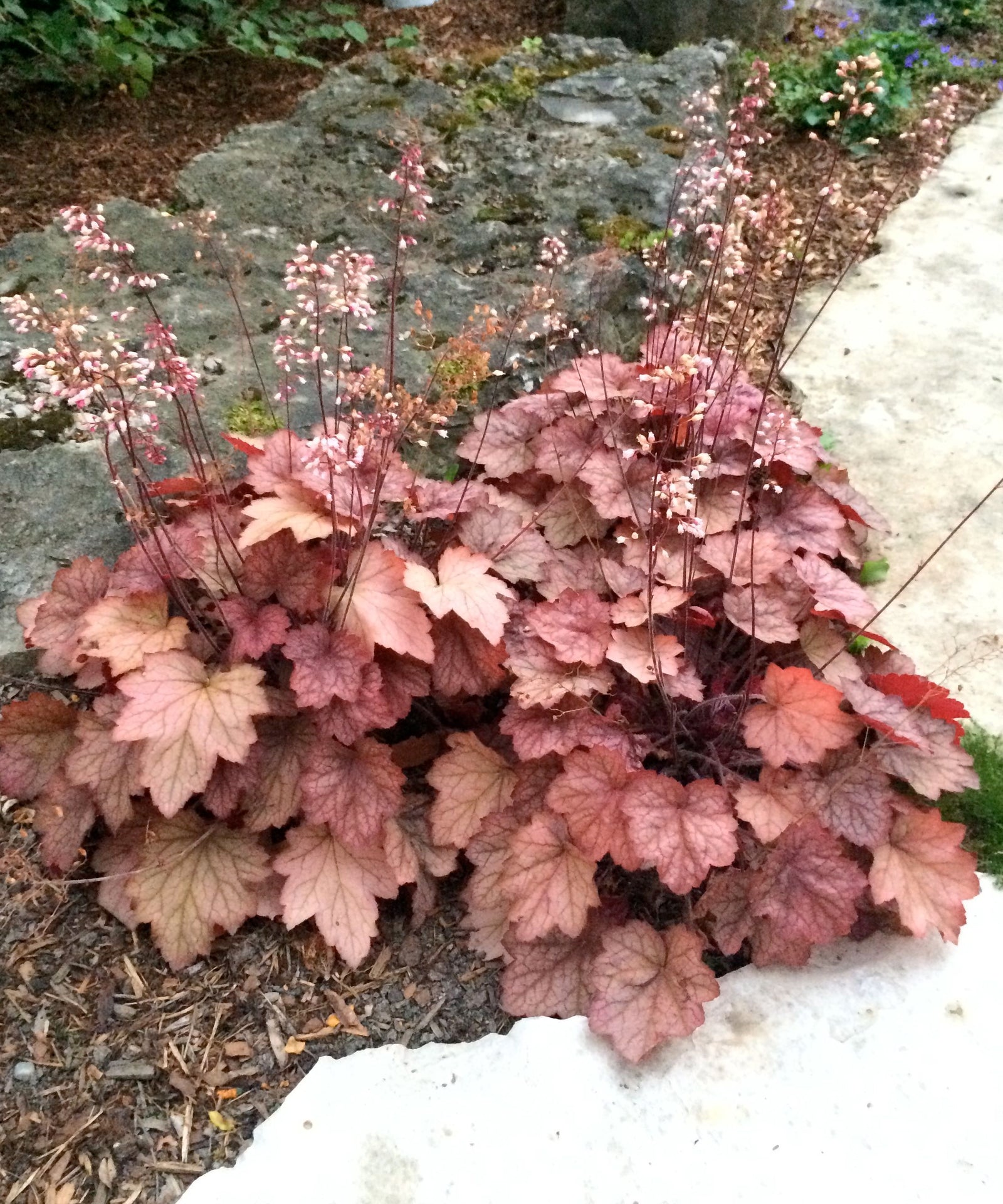 Heuchera x Georgia Peach PP19375, COPF Coral Bells