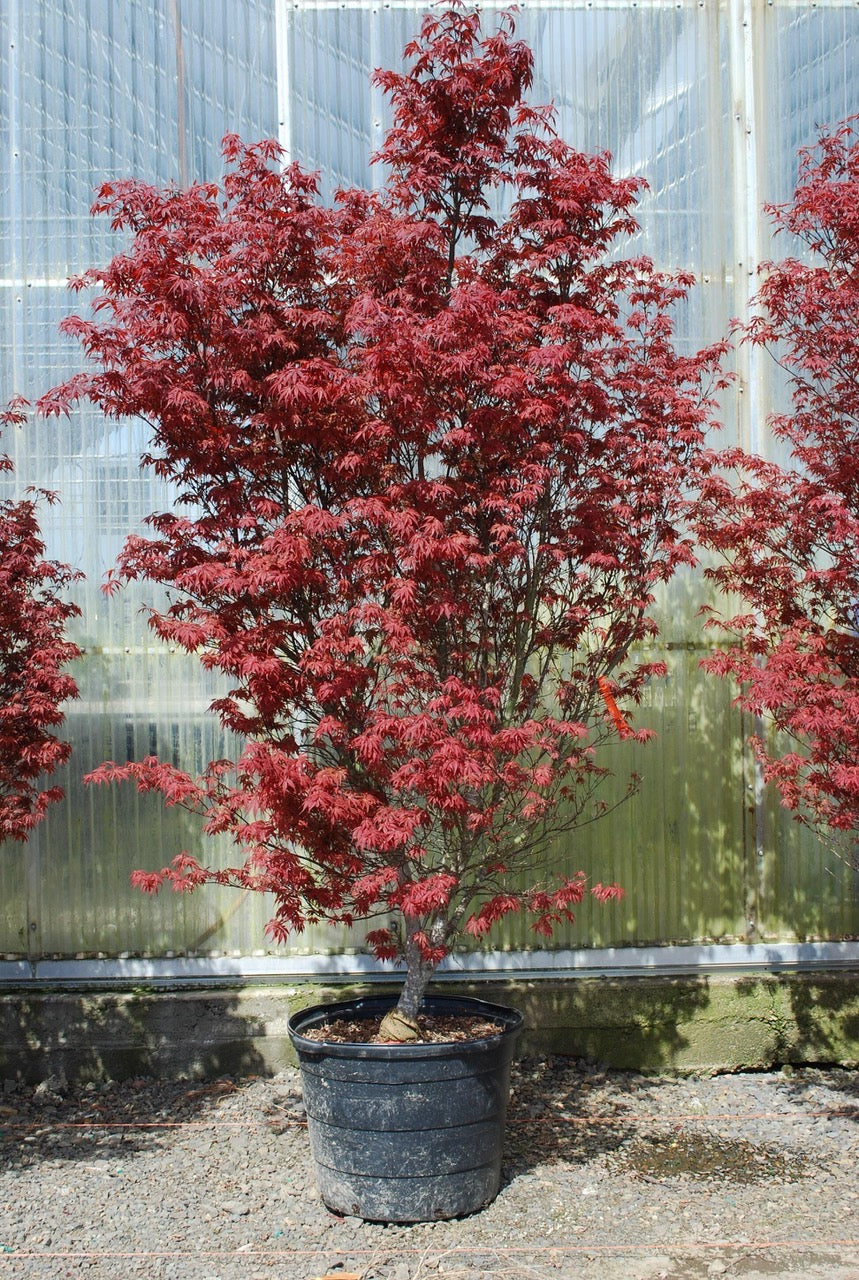 Acer palmatum Skeeter's Broom Skeeter's Broom Japanese Maple