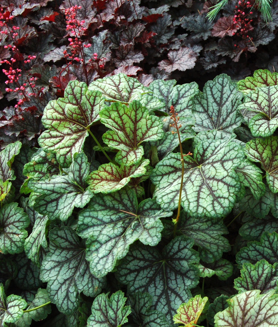 Heuchera x Green Spice COPF Coral Bells