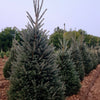 Picea glauca Montrose Charm Montrose Charm Spruce