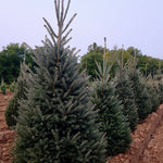 Picea glauca Montrose Charm Montrose Charm Spruce