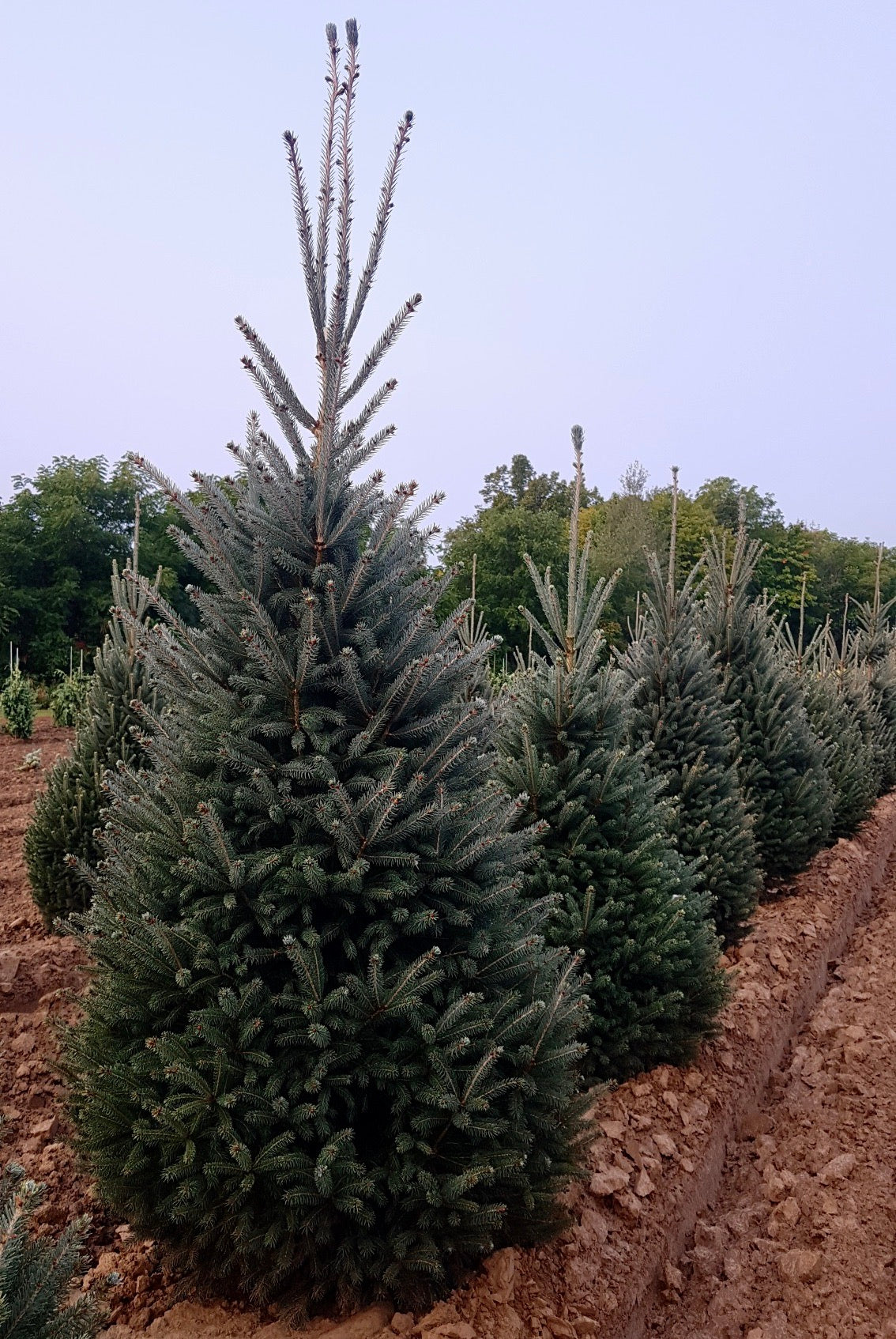 Picea glauca Montrose Charm Montrose Charm Spruce