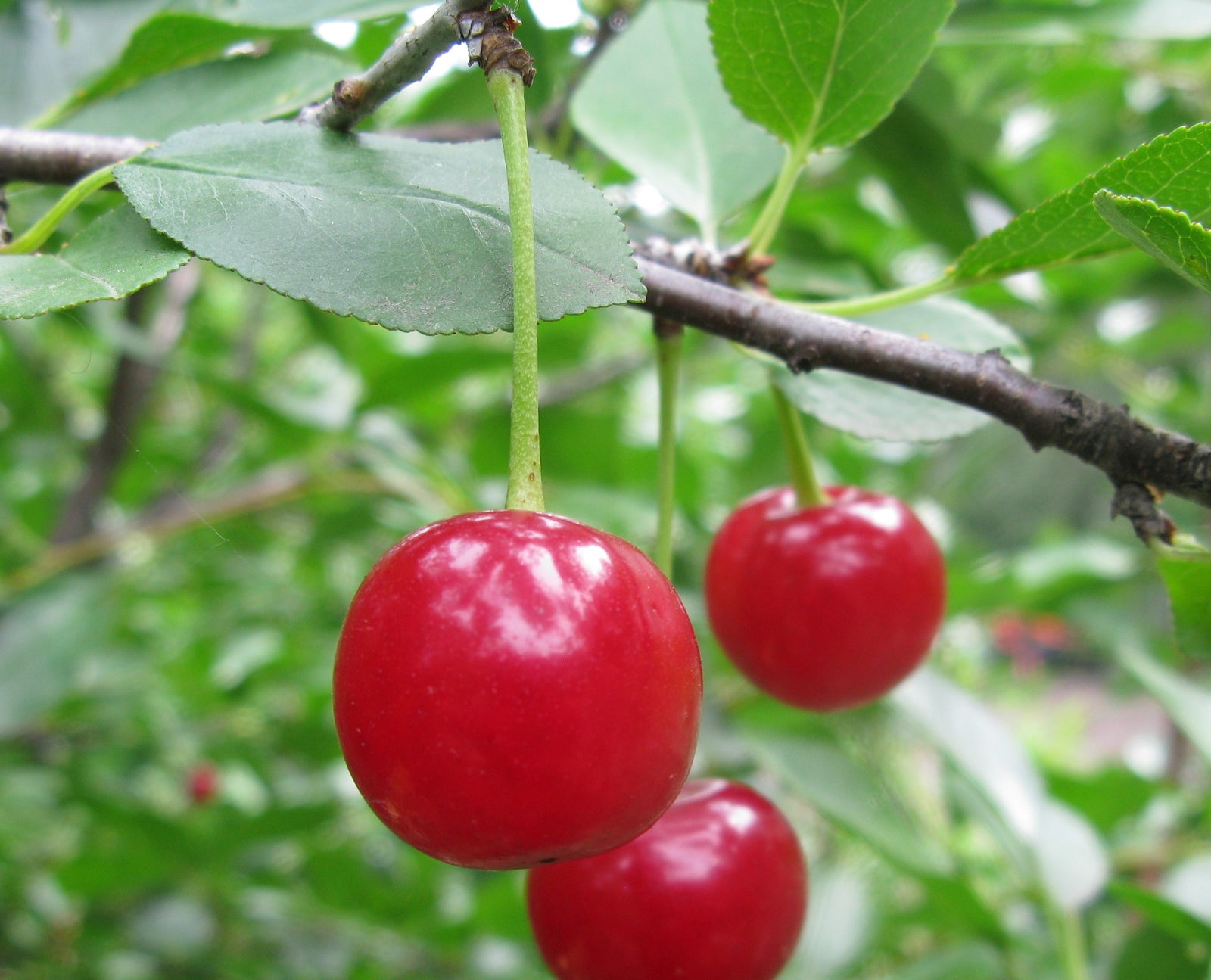 Cherry shrub Romeo Romeo Cherry