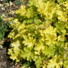 Heuchera x Lime Rickey PP16210, COPF Coral Bells