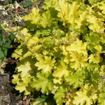 Heuchera x Lime Rickey PP16210, COPF Coral Bells