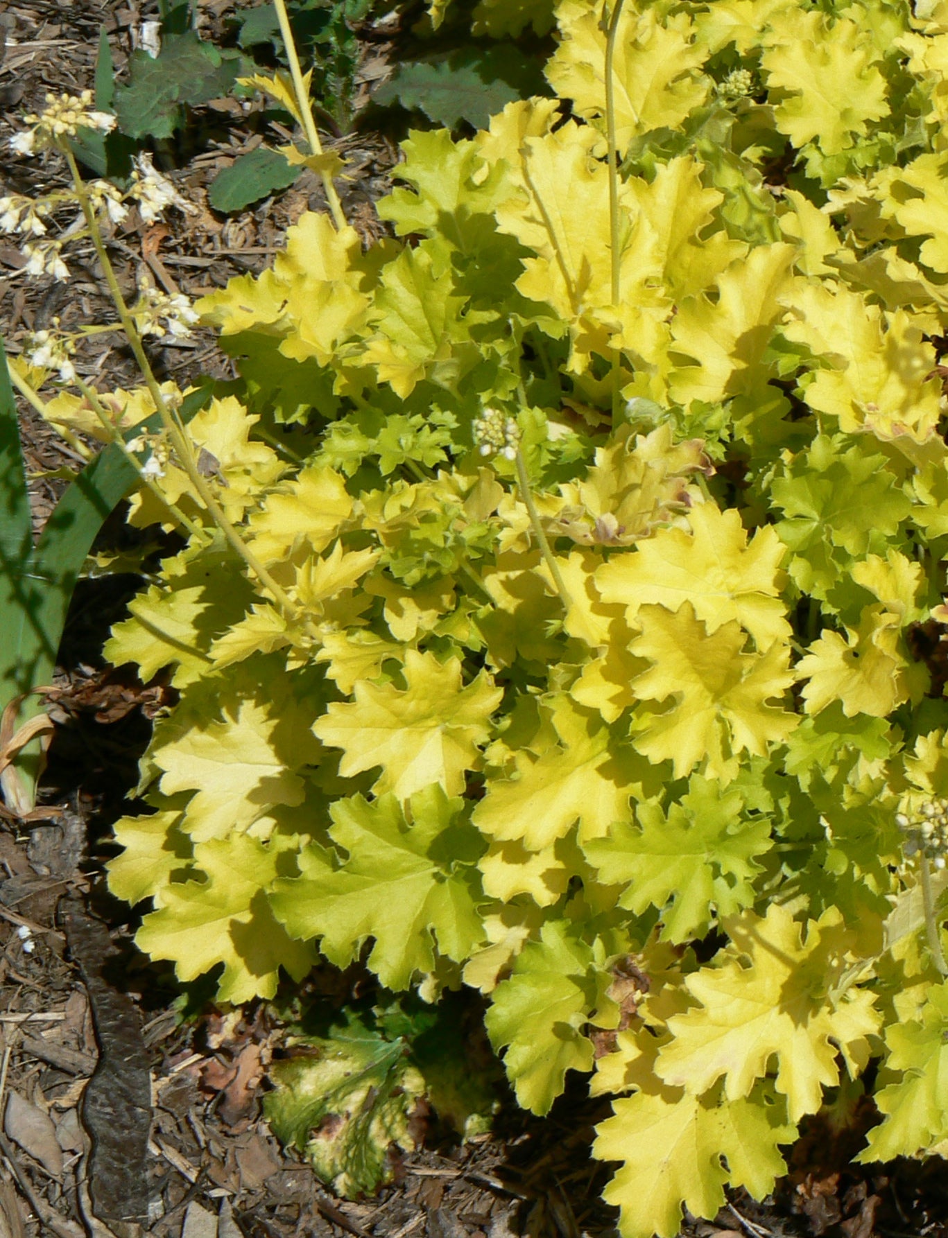 Heuchera x Lime Rickey PP16210, COPF Coral Bells