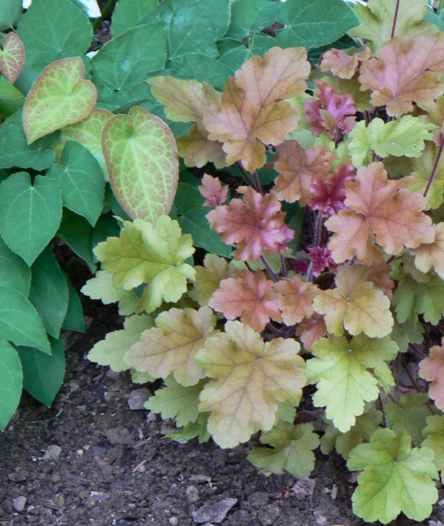 Heuchera x Marmalade PP15945, COPF Coral Bells