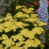 Achillea millefolium Sunny Seduction PP20808, COPF Yarrow