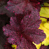 Heuchera x Midnight Rose PP18551, COPF Coral Bells