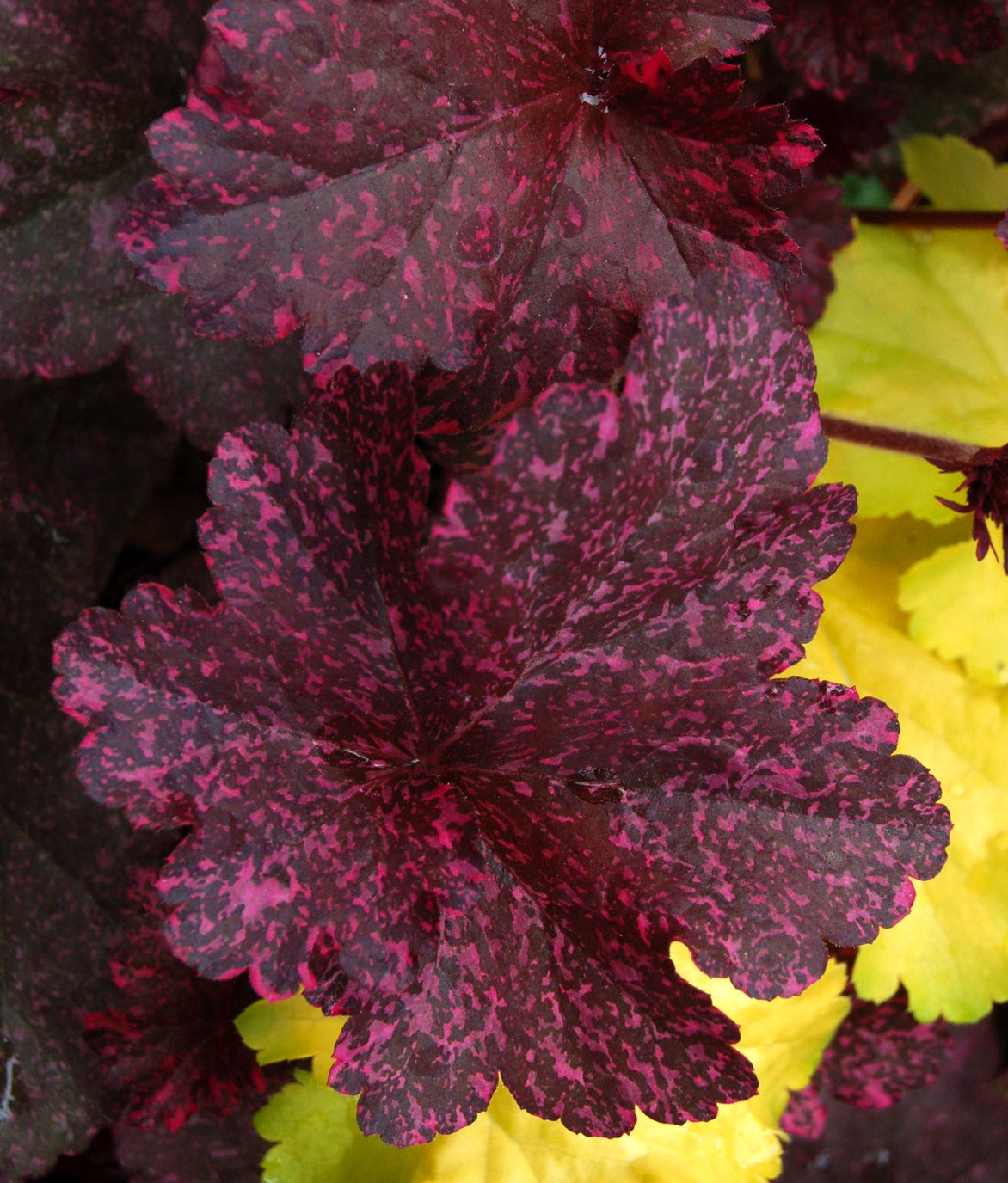 Heuchera x Midnight Rose PP18551, COPF Coral Bells