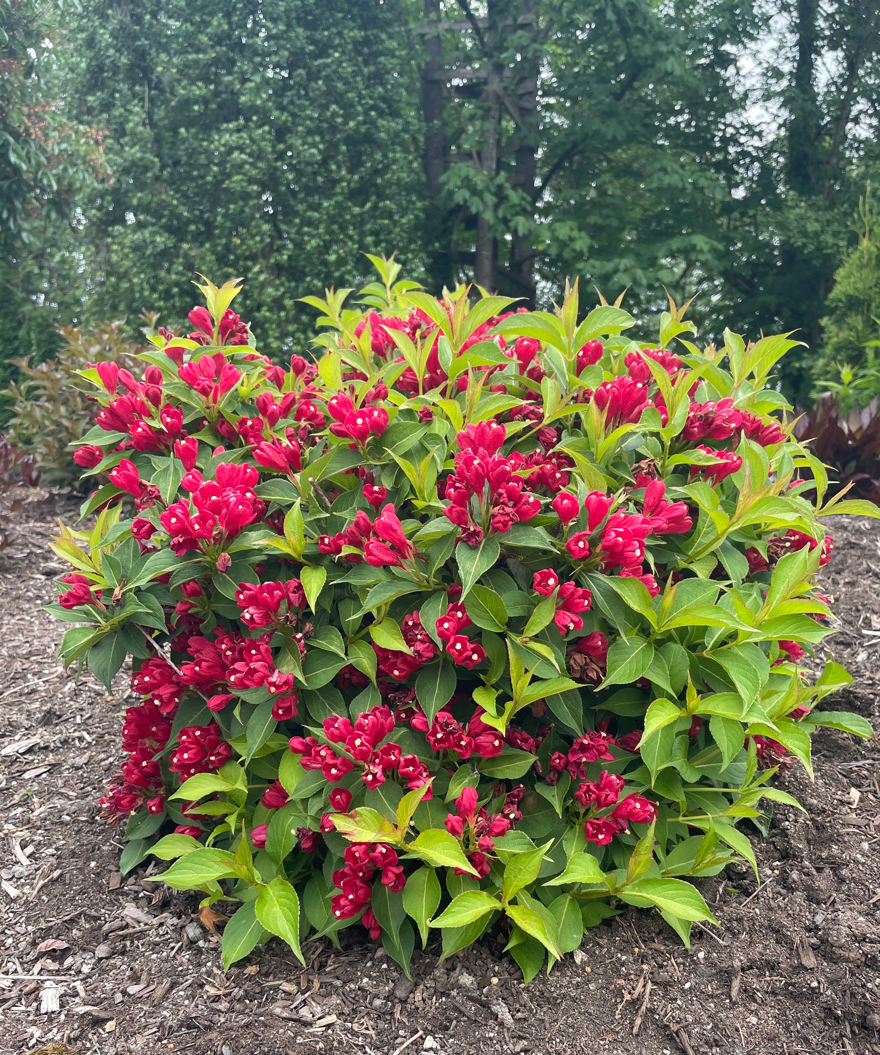 Crimson Kisses® Weigela – GardenTap