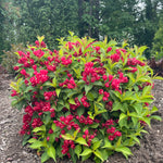 Weigela x Crimson Kisses Slingco 1 PPAF23654, CPBR5266 Crimson Kisses Weigela