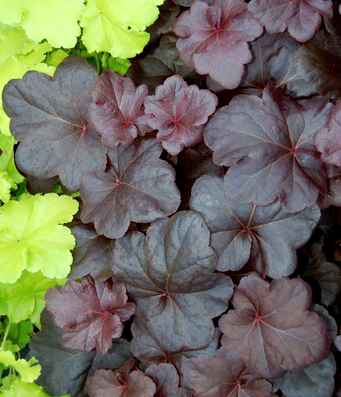 Heuchera x Obsidian PP14836, COPF Coral Bells