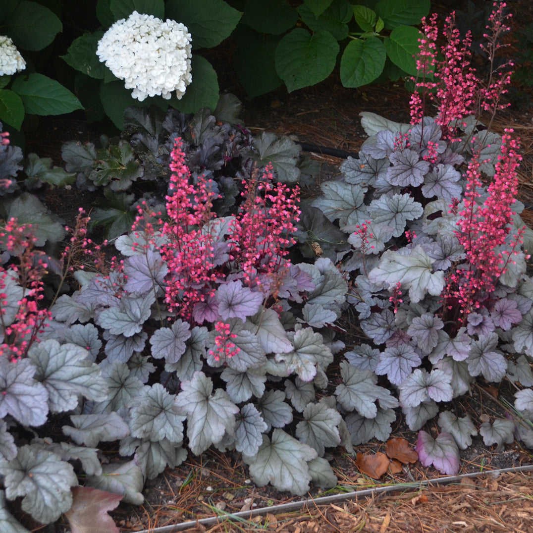 Heuchera x Silver Gumdrop PPAF, CPBRAF Coral Bells