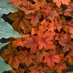 Heucherella x Pumpkin Spice PPAF Foamy Bells