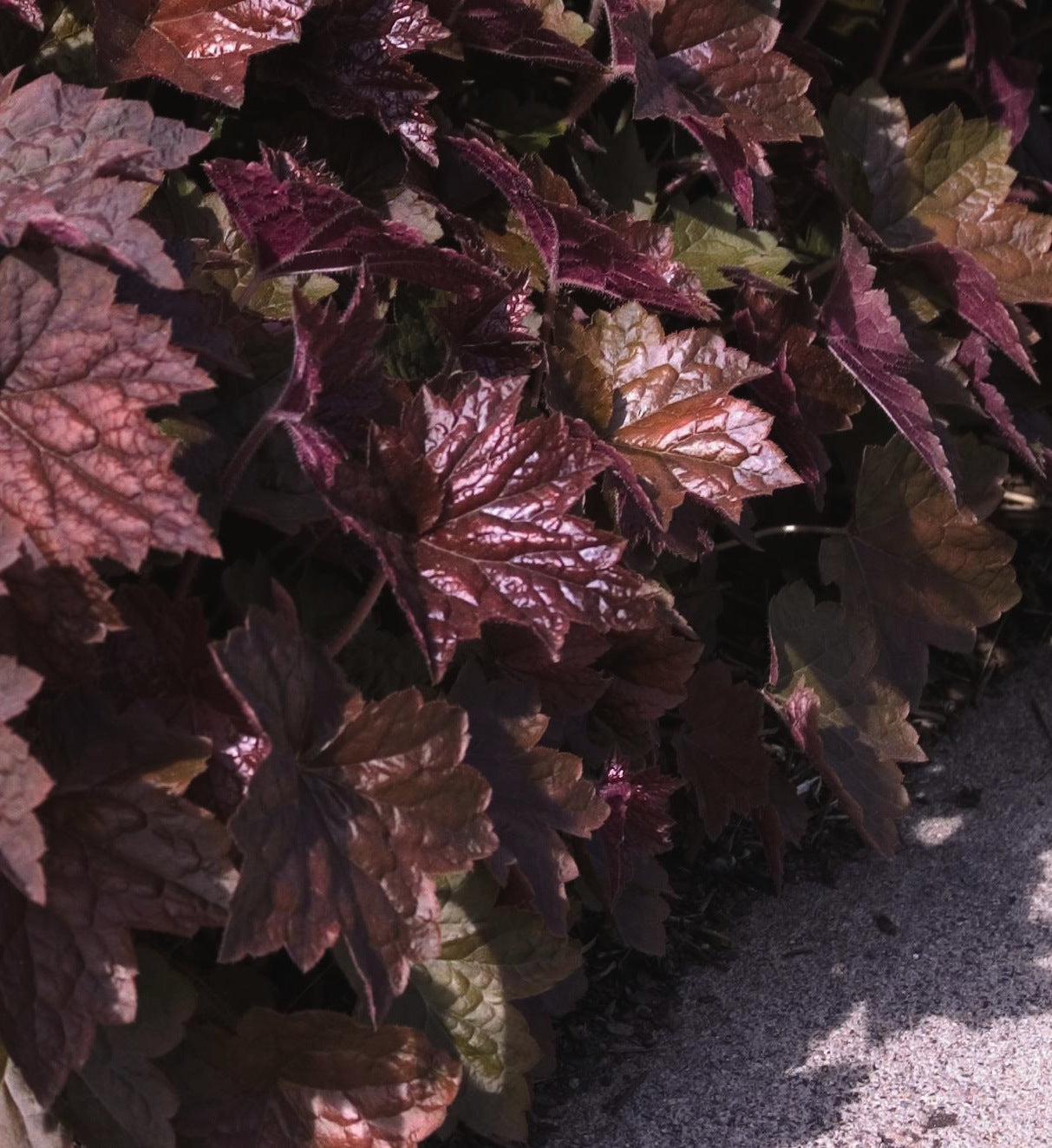 Heuchera micrantha Palace Purple Coral Bells