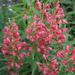 Penstemon schmidel Red Riding Hood PP18950 Beardtongue