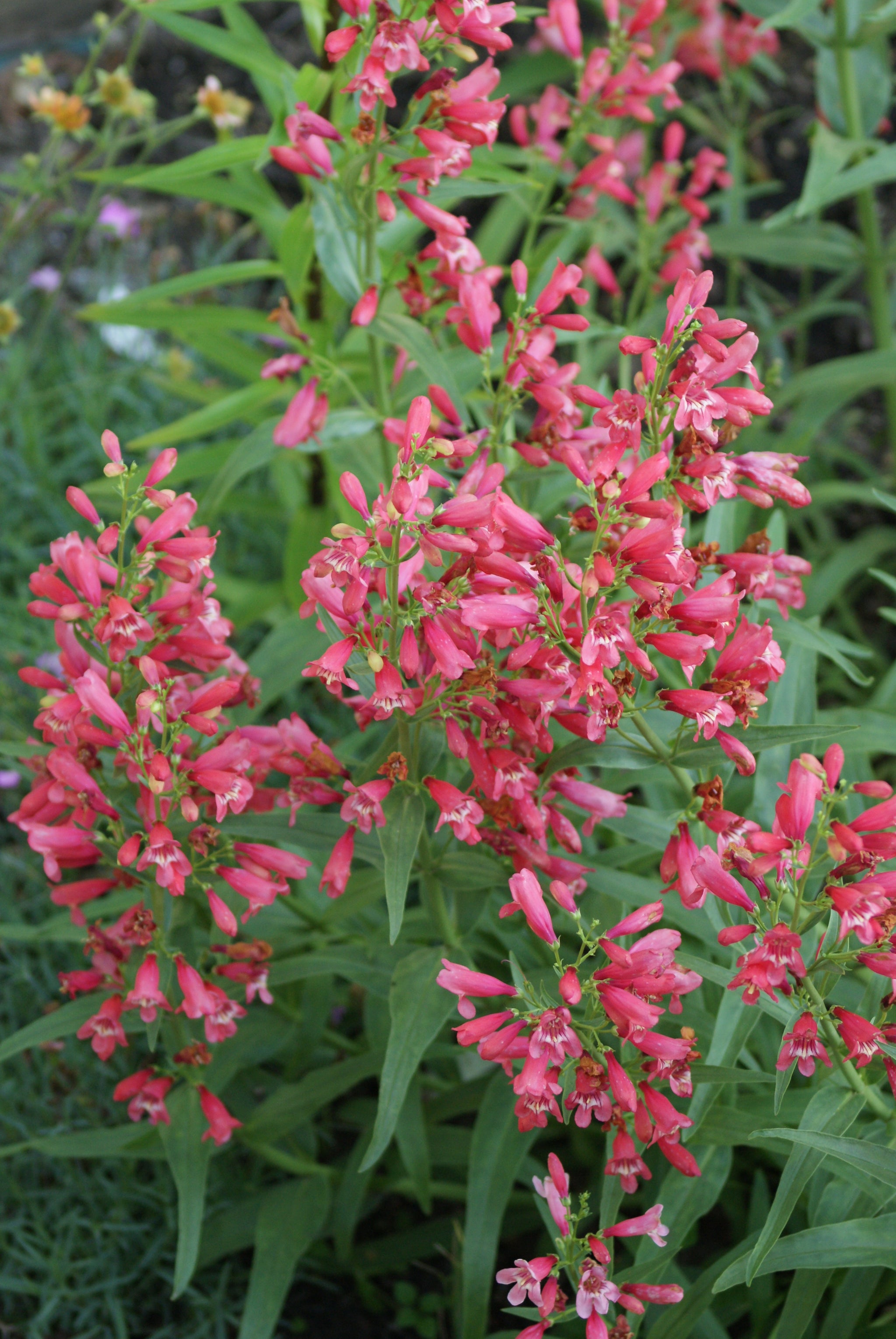 Penstemon schmidel Red Riding Hood PP18950 Beardtongue