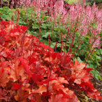 Heuchera x Peach Flambe PP17195, COPF Coral Bells