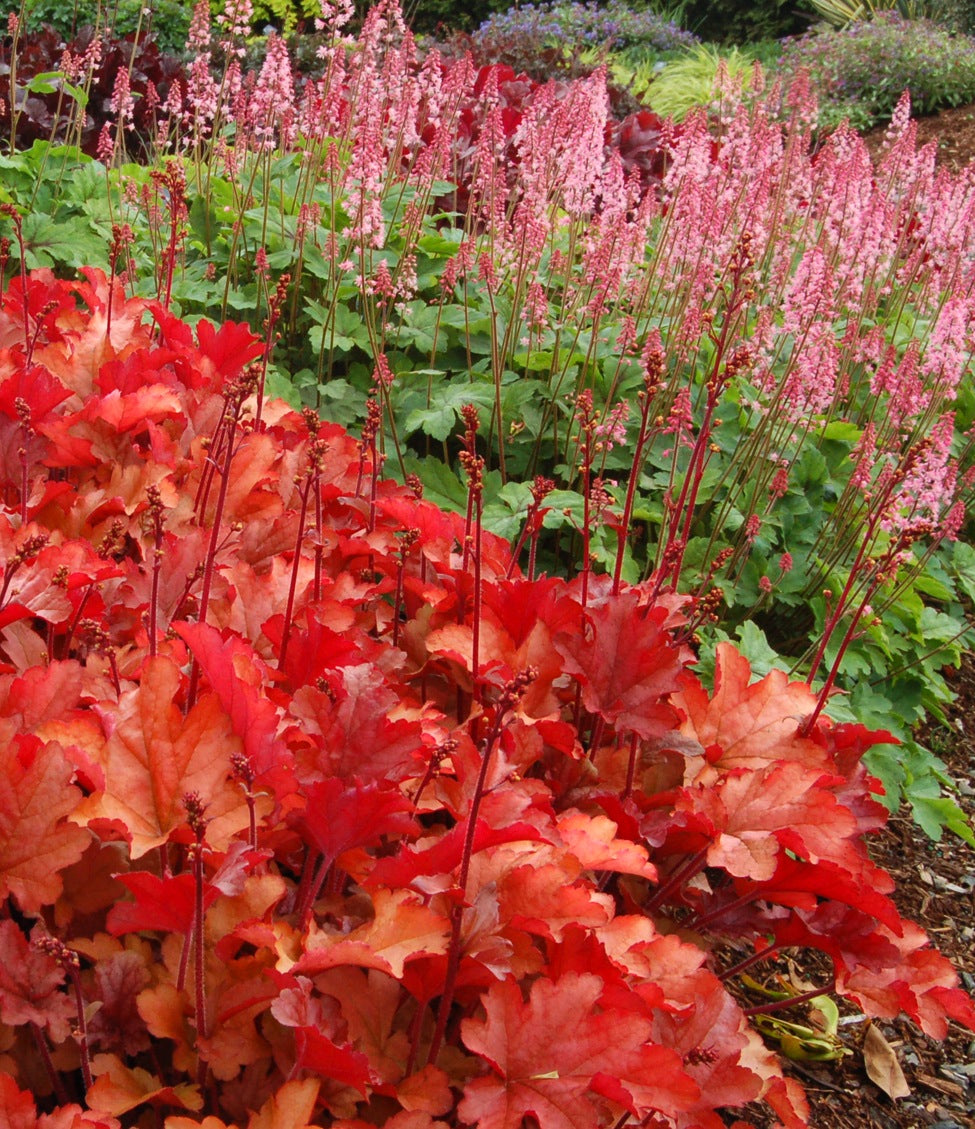 Heuchera x Peach Flambe PP17195, COPF Coral Bells