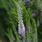 Veronica x Bicolor Explosion PP25924 Speedwell